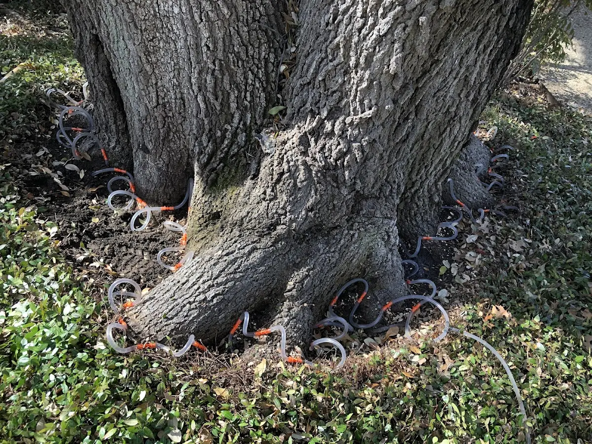 Detailed Tree Cabling and Bracing job site in Arona
