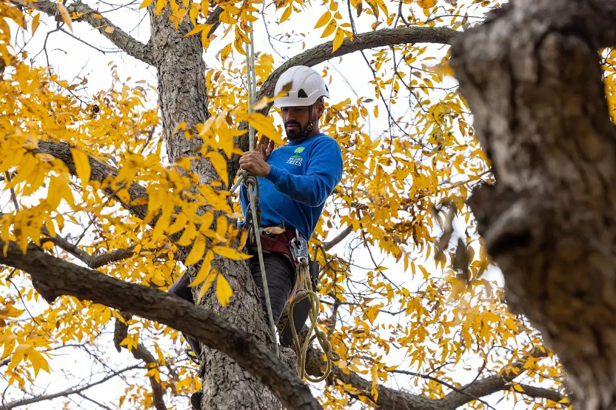 Skilled Tree Planing crew working in Arona