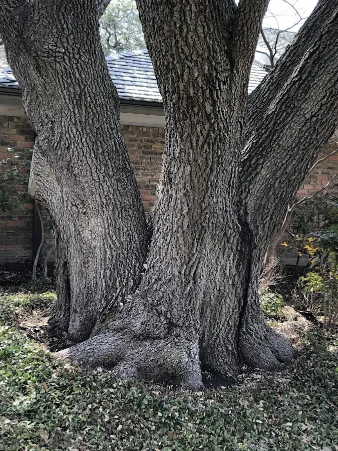 Mature heritage tree close to a Arona property cared for by certified arborists